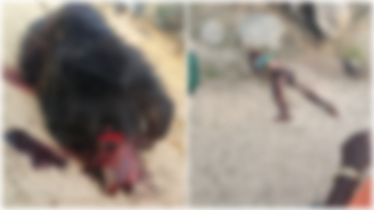 ಕುರಿಗಾಹಿನ ಕೊಂದಿದ್ದ ಕರಡಿ ಜನರಿಂದ ಹಿಗ್ಗಾಮುಗ್ಗ ಹೊಡೆತ ತಿಂದು ಪ್ರಾಣ ಬಿಟ್ಟಿತು!