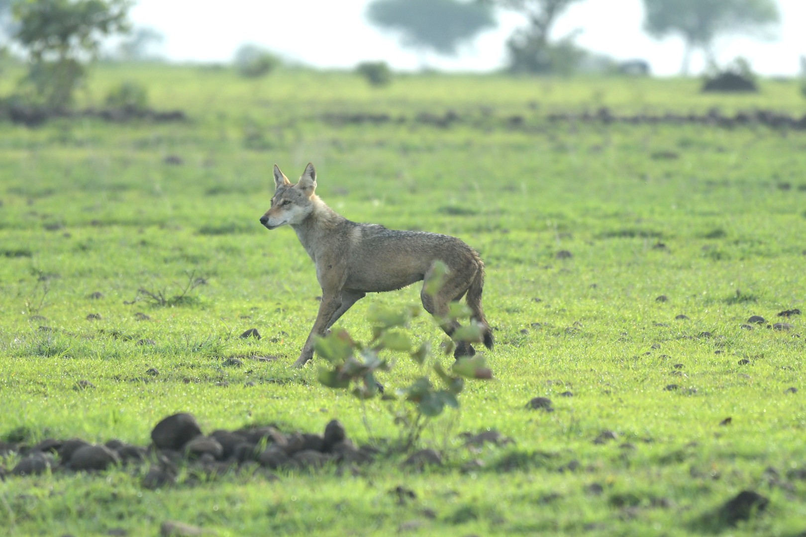 ಇಂಡಿಯನ್‌ ಗ್ರೇ ವೊಲ್ಫ್‌
ಚಿತ್ರಗಳು: ವಿವೇಕಾನಂದ ಬಿ.
