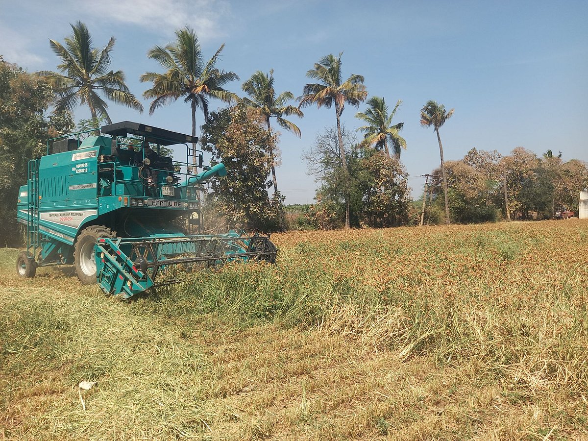 ಮಾಯಕೊಂಡ | ಹಿಂಗಾರು ಕಟಾವು ಆರಂಭ: ರೈತರ ಕೈ ಹಿಡಿದ ರಾಗಿ 