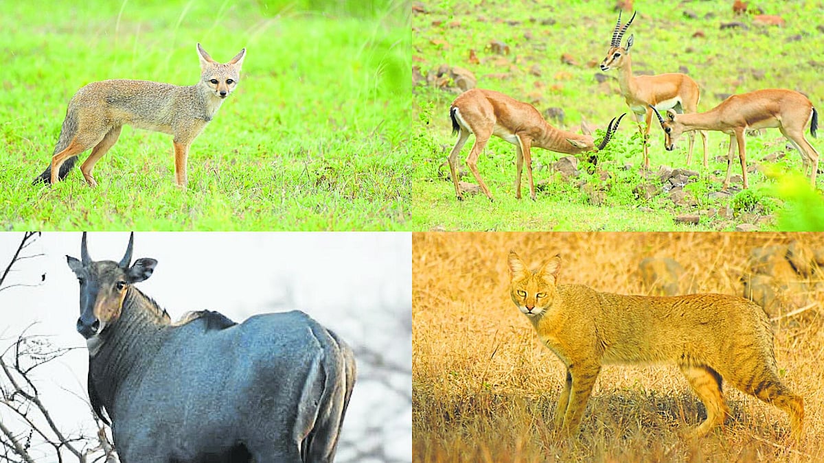 ಅಪರೂಪದ ವನ್ಯಜೀವಿಗಳ ನೆಲೆಬೀಡು...ಬೀದರ್‌ನಲ್ಲಿವೆ ಅಳಿವಿನಂಚಿನ ಪ್ರಭೇದದ ಜೀವಿಗಳು
