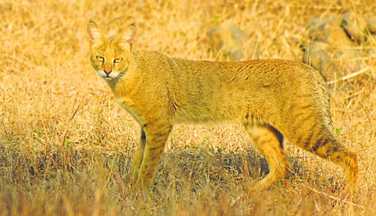 ‘ಜಂಗಲ್‌ ಕ್ಯಾಟ್‌’