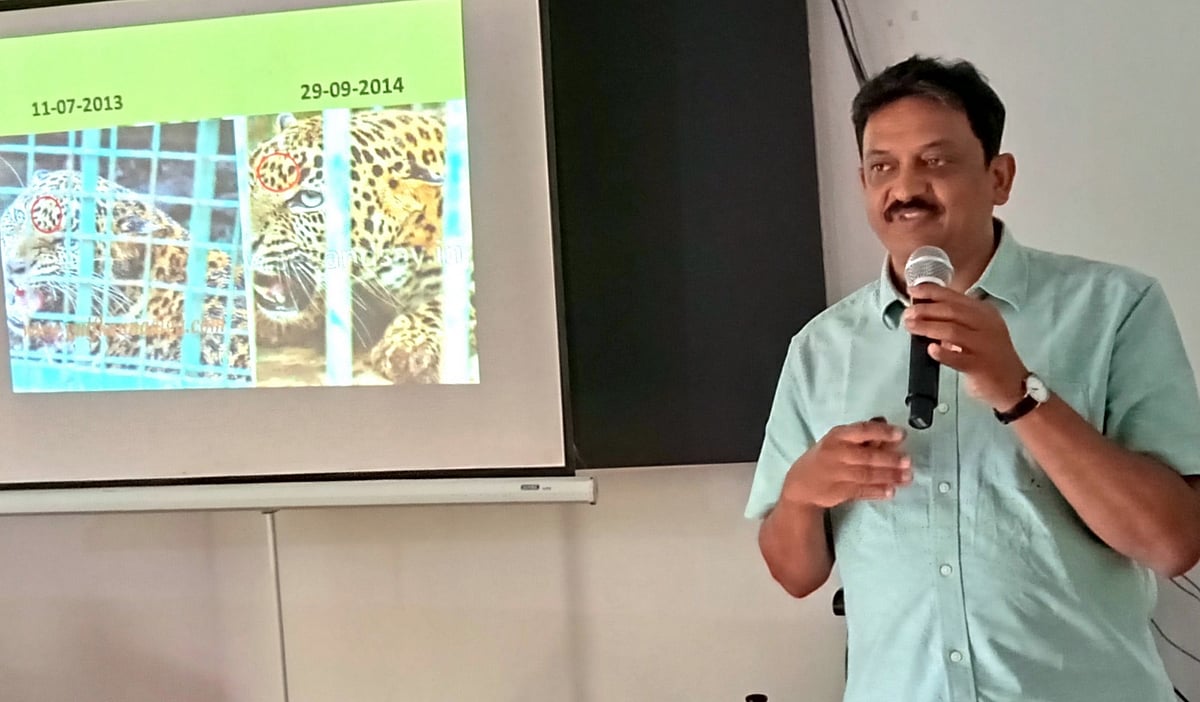 ಚಿರತೆ, ಹುಲಿ ಸ್ಥಳಾಂತರದಿಂದ ಸಂಘರ್ಷ ಹೆಚ್ಚು: ಸಂಜಯ್‌ ಗುಬ್ಬಿ 