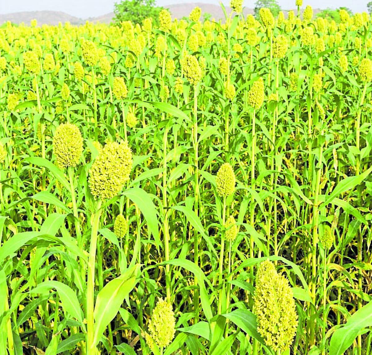 ಪಕ್ಷಿಗಳ ಕಾಟ ಹೆಚ್ಚಳ: ಜೋಳದ ಕಾಳು ರಕ್ಷಣೆಗೆ ಗುಲೆಲ್ ಹಿಡಿದು ‘ಸೈನಿಕ’ರಾದ ರೈತರು