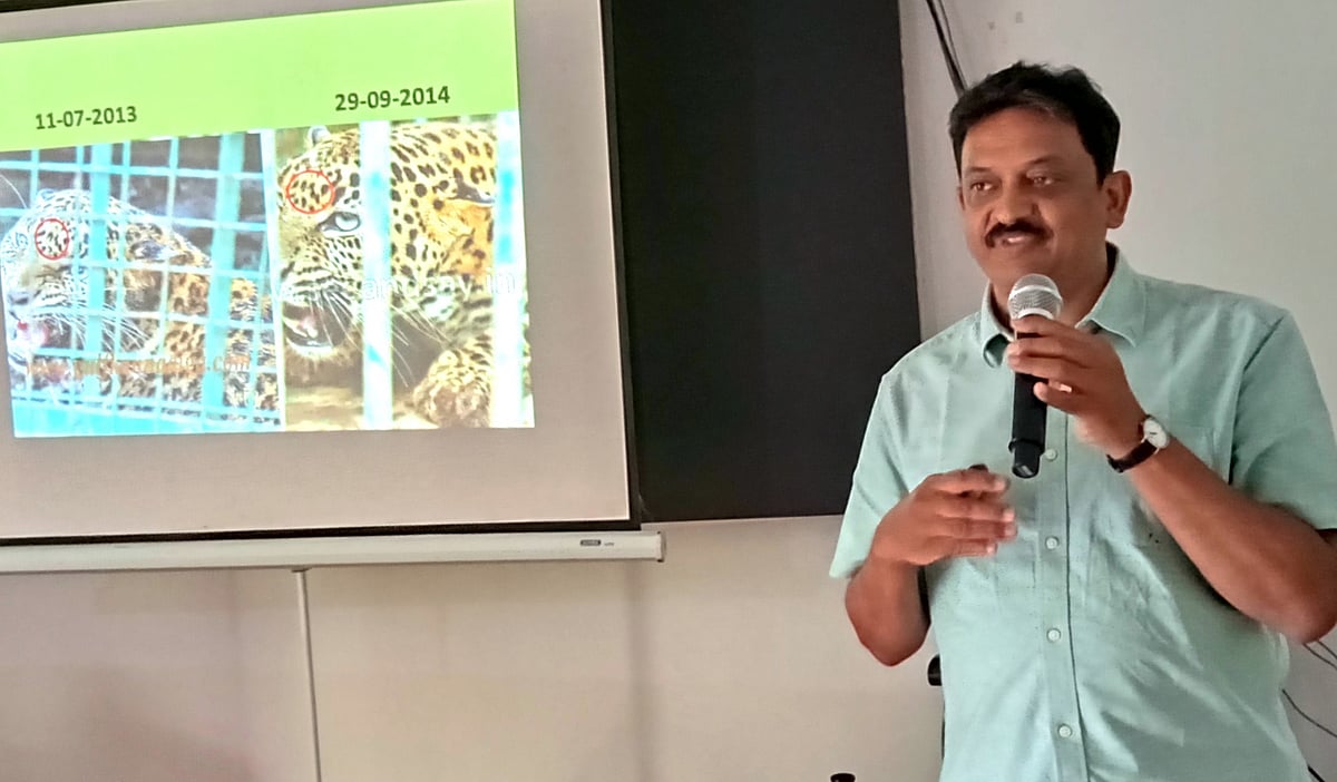 ಚಿರತೆ, ಹುಲಿ ಸ್ಥಳಾಂತರದಿಂದ ಸಂಘರ್ಷ ಹೆಚ್ಚು