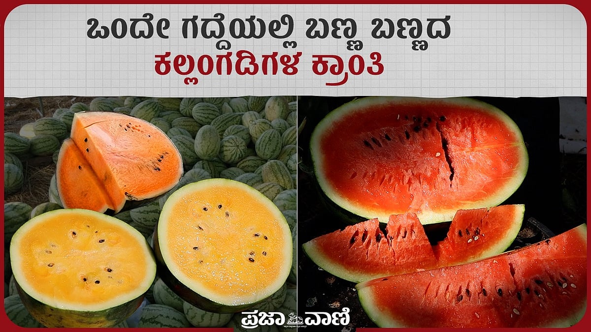 Video: ಉಡುಪಿ ರೈತನ ಬಣ್ಣ ಬಣ್ಣದ ಕಲ್ಲಂಗಡಿ ಹಣ್ಣಿಗೆ ಹೆಚ್ಚಿದ ಬೇಡಿಕೆ