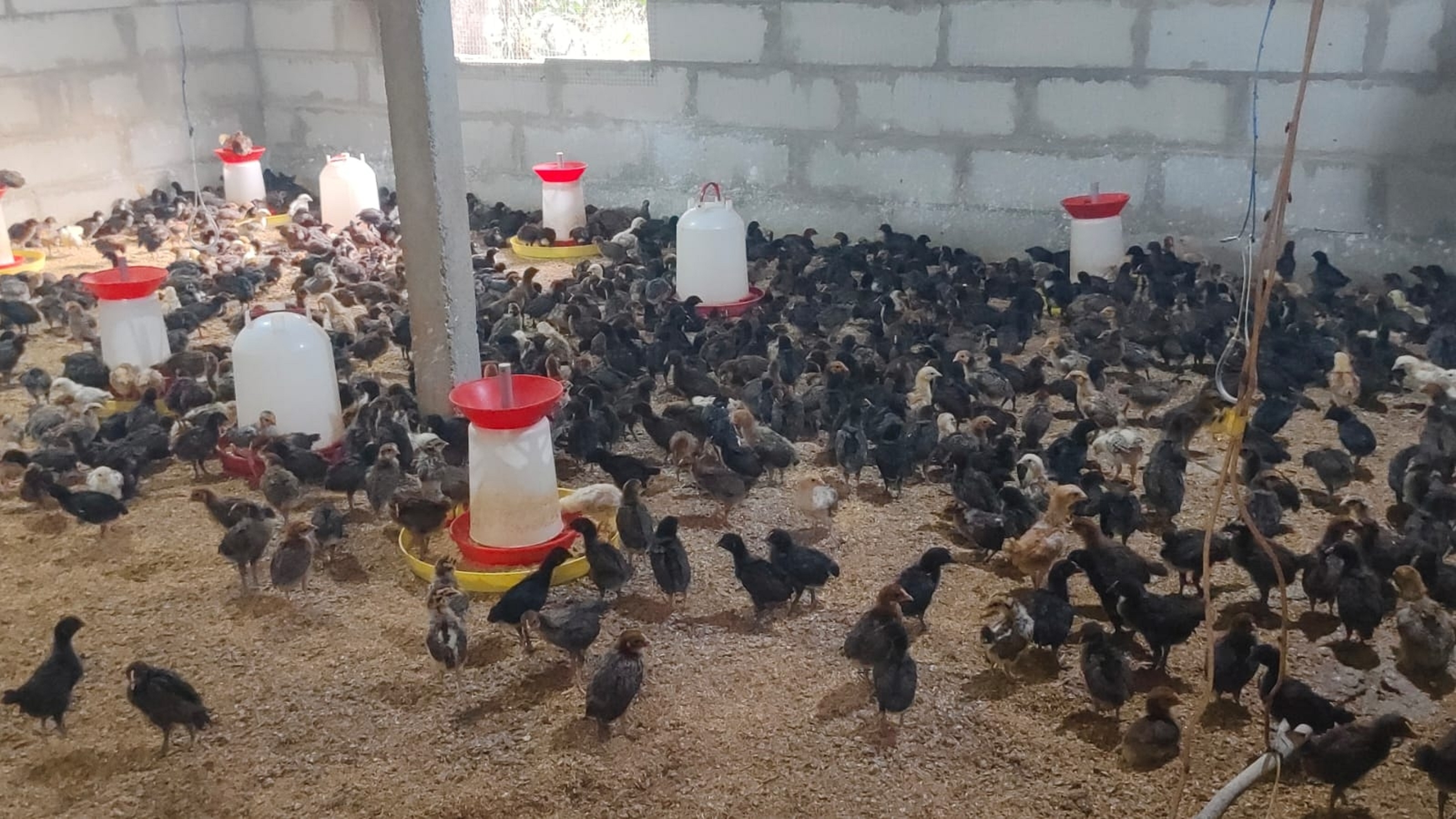 ಫಾರಂನಲ್ಲಿ ನಾಟಿ ಕೋಳಿಮರಿಗಳು