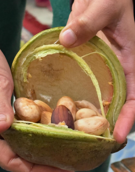 ಪೀಸ್ತಾ ಉಪಯೋಗ ಪೀಸ್ತಾವು ಜೀವಸತ್ವಗಳು, ಲವಣಾಂಶ ಮತ್ತು  ಫೈಟೊನ್ಯೂಟ್ರಿಯಂಟ್‌ ಗಳನ್ನು ಹೊಂದಿದೆಇದು ಅತ್ಯಂತ ಕಡಿಮೆ ಕ್ಯಾಲೊರಿಯಗಳನ್ನು ಹೊಂದಿದೆ. ಇದನ್ನು ಪ್ರತಿದಿನ ನಿಯಮಿತವಾಗಿ ಸೇವನೆ ಮಾಡುವುದರಿಂದ ತೂಕ ಇಳಿಕೆಗೆ ಸಹಕಾರಿ.