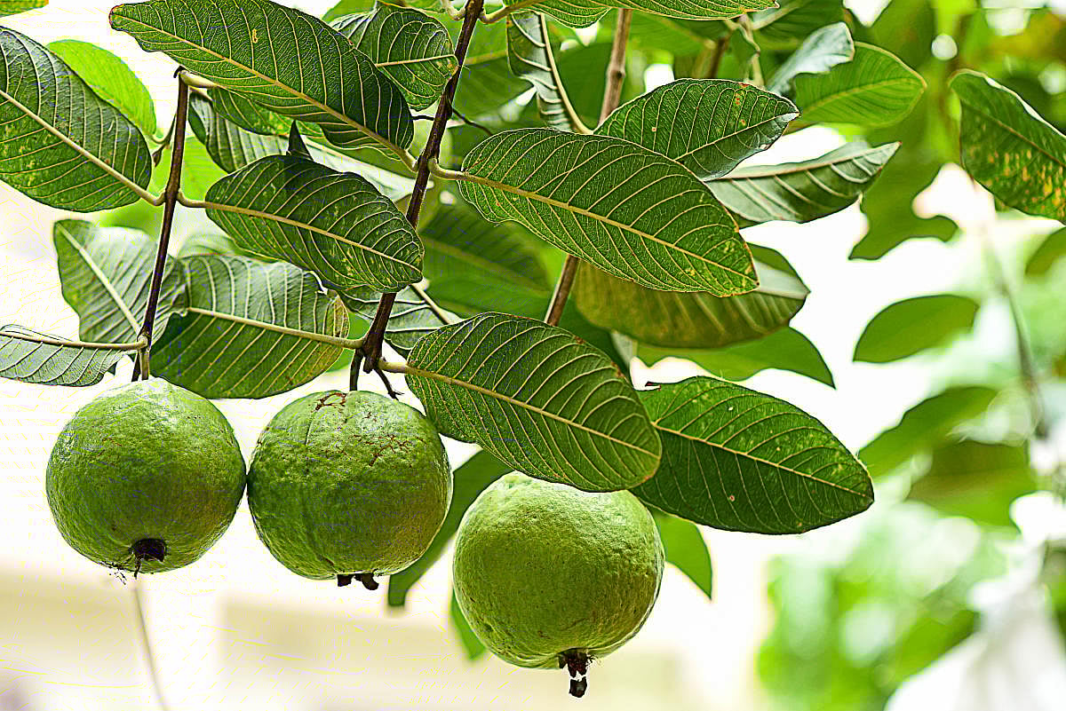 ದಿನಕ್ಕೊಂದು ಸೀಬೆ ಹಣ್ಣು ಸೇವಿಸಿ.. ಇಷ್ಟೆಲ್ಲಾ ಪ್ರಯೋಜನ ಪಡೆಯಿರಿ