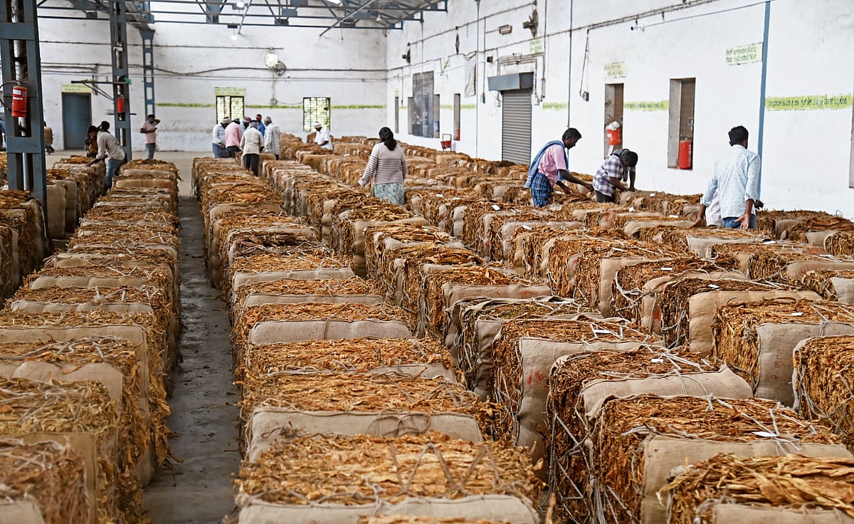 ಆಳ ಅಗಲ: ತಂಬಾಕು ಬೆಳೆಗಾರರ ಬದುಕಿಗೆ ’ಬೆಂಕಿ’