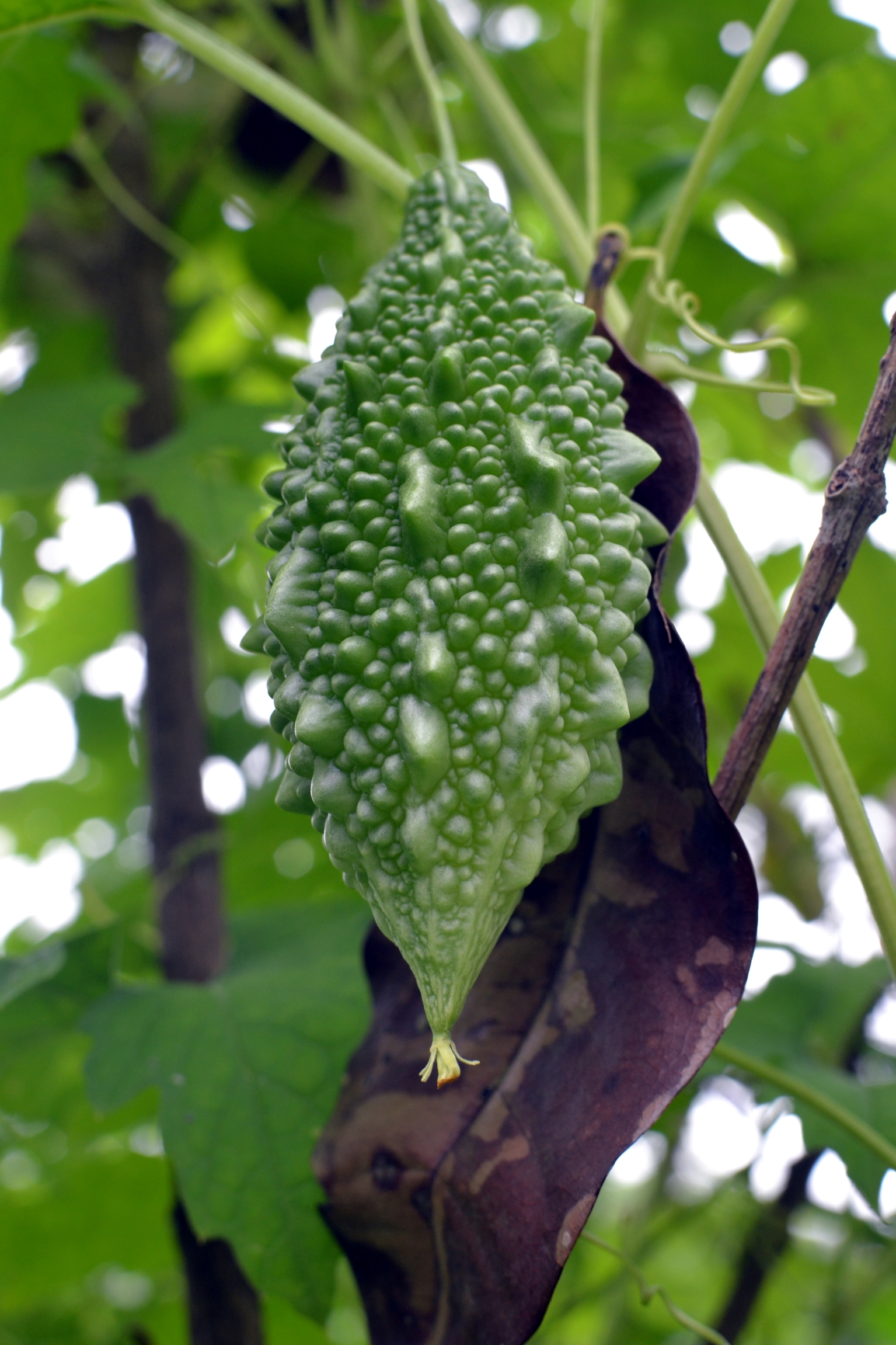 ಹಾಗಲಕಾಯಿ