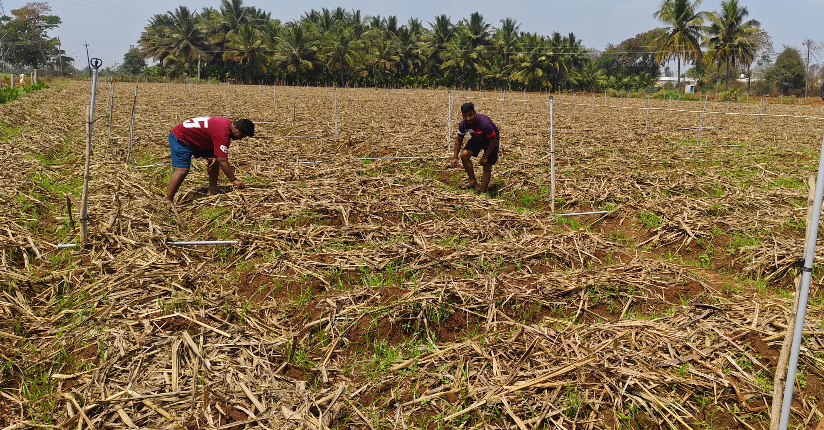 Sugarcane Trash Demand: ಹಂಪಾಪುರ: ಕಬ್ಬಿನ ಸೋಗಿಗೂ ಬಂತು ಬೆಲೆ