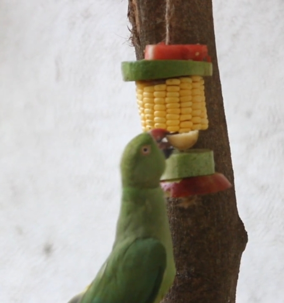 ಮೆಕ್ಕಜೋಳ ಸವಿಯುತ್ತಿರುವ ಗಿಳಿ