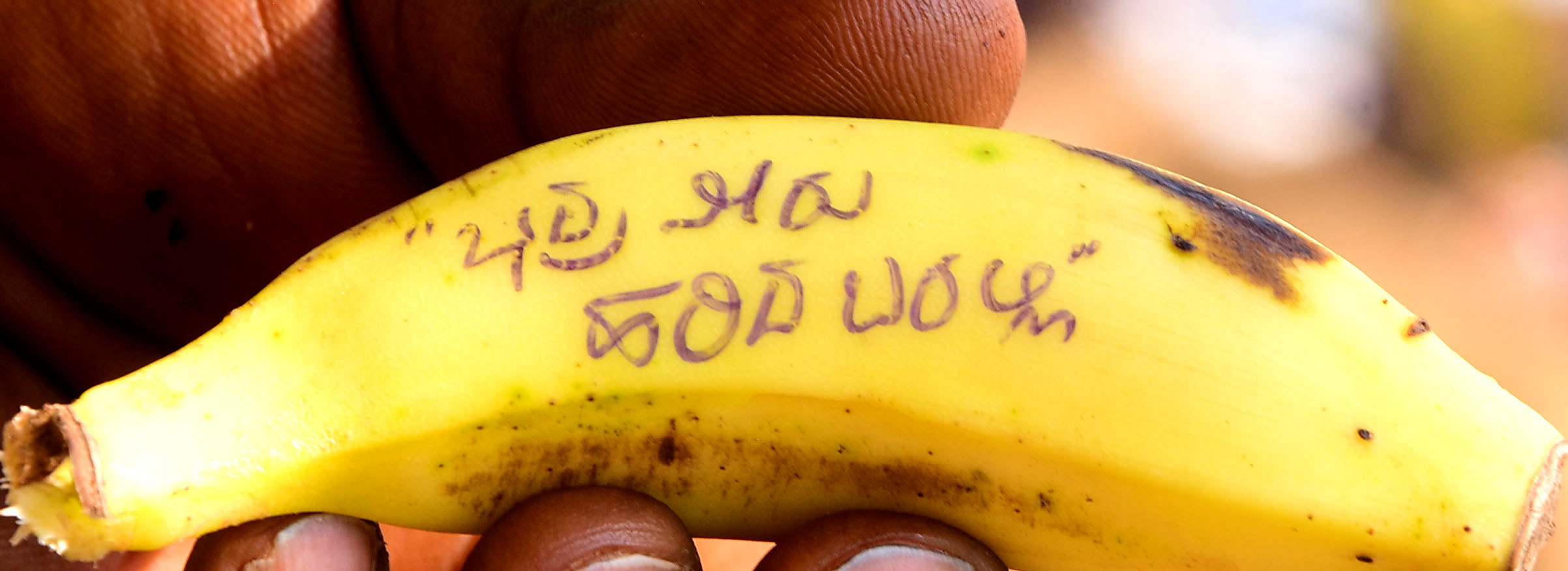 ಭದ್ರಾ ನೀರು ಹರಿದು ಬರಲಿ ಎಂದು ಭಕ್ತರೊಬ್ಬರು ಬಾಳೆಹಣ್ಣಿನ ಮೇಲೆ ಬರೆದು ರಥಕ್ಕೆ ಅರ್ಪಿಸಿದರು