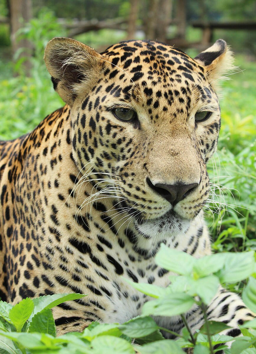 ರಾಜ್ಯ ಬಜೆಟ್: ಬನ್ನೇರುಘಟ್ಟದಲ್ಲಿ ಚಿರತೆ ಪುನರ್ವಸತಿ ಕೇಂದ್ರ