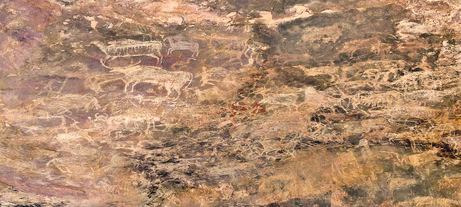 ಬಗೆಬಗೆಯ ವನ್ಯಪ್ರಾಣಿಗಳ ಲೋಕ