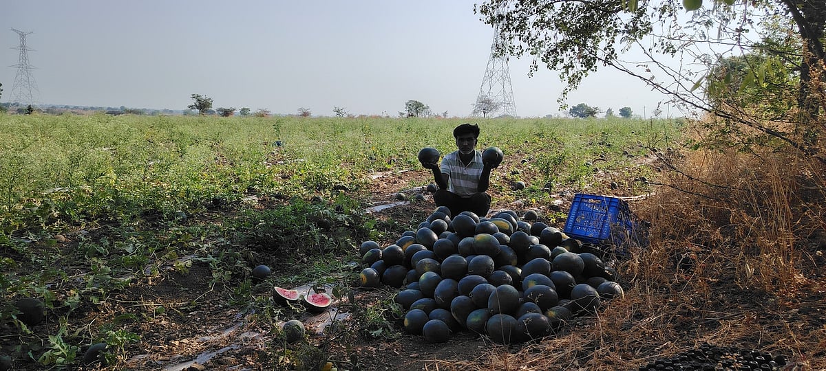 ಭರ್ಜರಿ ಆದಾಯ ತಂದ ಕಲ್ಲಂಗಡಿ: ಎರಡೇ ತಿಂಗಳಲ್ಲಿ ₹5 ಲಕ್ಷ ಲಾಭ ಗಳಿಸಿದ ಶಿವಶಂಕರ!