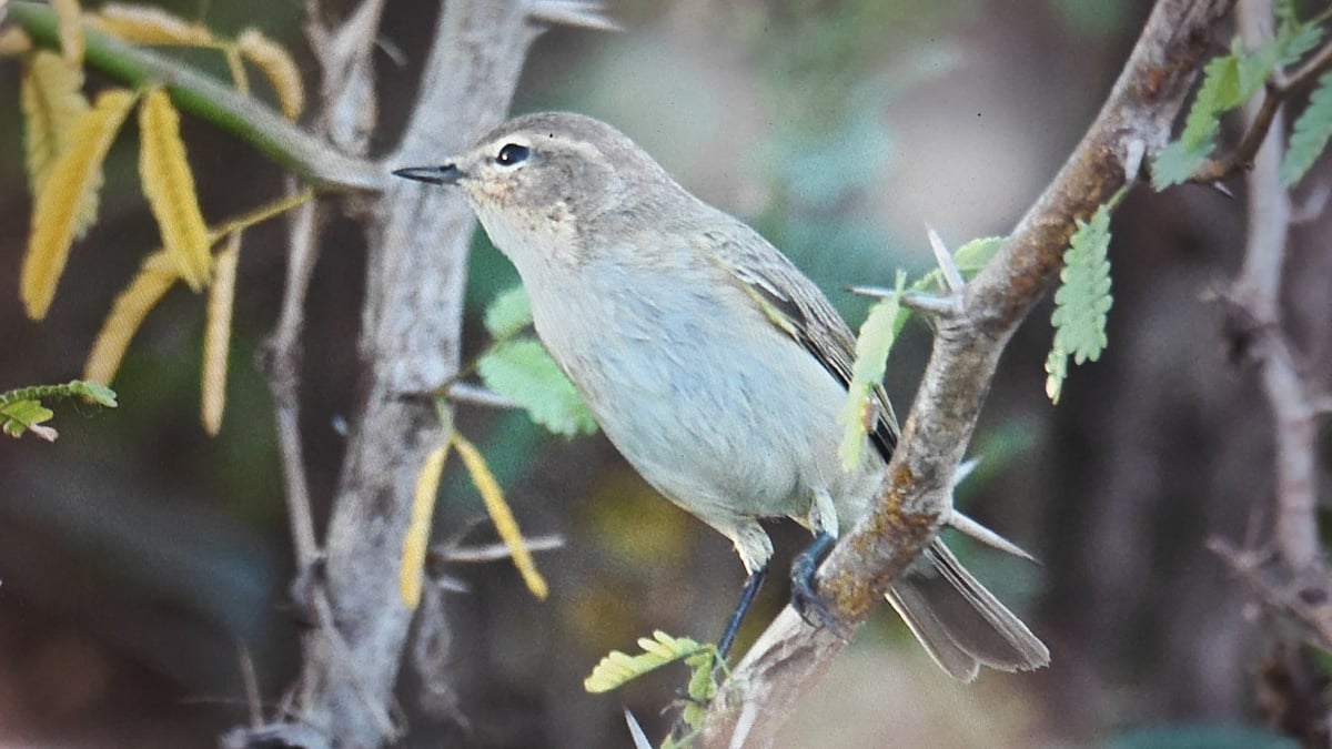 ರೋಣ: ಮಲಪ್ರಭೆ ತಟದಲ್ಲಿ ಕಾಮನ್ ಚಿಫ್‌ಚಾಫ್ ಹಕ್ಕಿ ಗೋಚರ