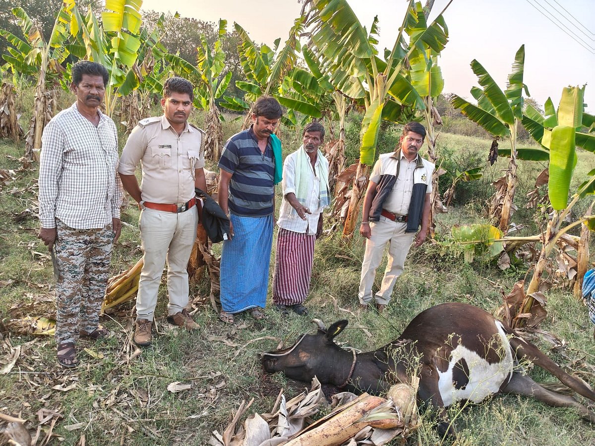  ಹುಲಿ ದಾಳಿಗೆ ಹಸು ಸಾವು