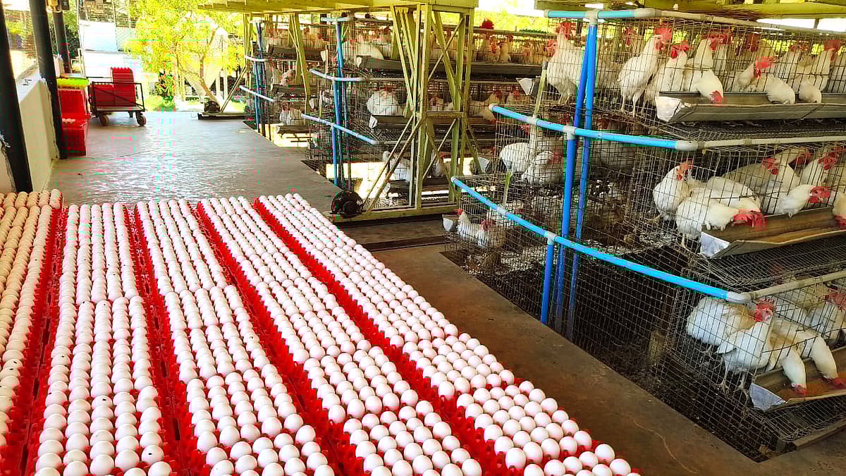 ಕೊಲ್ಲಿ ಯುದ್ಧದಿಂದಾಗಿ ಮೊಟ್ಟೆ ರಫ್ತು ಸ್ಥಗಿತ: ಗಡಿ ಭಾಗದ ವಹಿವಾಟಿಗೆ ಹೊಡೆತ