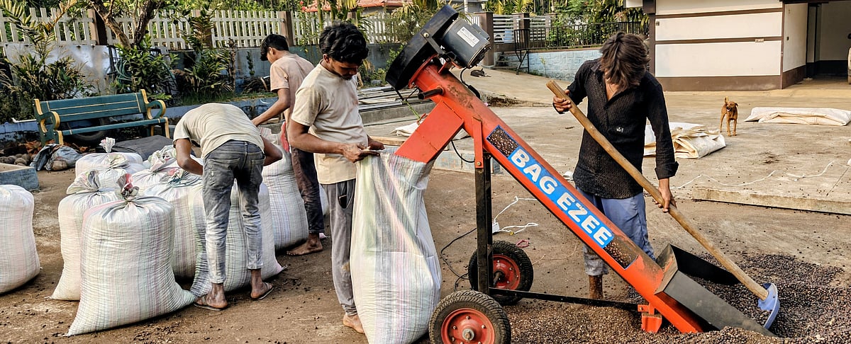  ಭಾರತ ಕಾಫಿ ರಫ್ತಿಗೆ ಕೊಲ್ಲಿ ಯುದ್ಧದ ಕರಿನೆರಳು