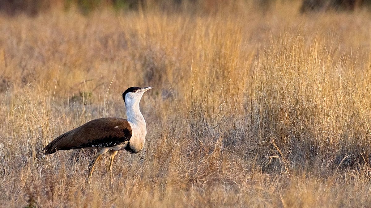 ರಾಜಸ್ಥಾನದ ತಳಿ ಸಂವರ್ಧಕ ಕೇಂದ್ರದಲ್ಲಿ ಹೆಬ್ಬಕ್ಕ ಪಕ್ಷಿಯ 2 ಮರಿಗಳ ಜನನ