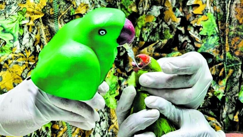 ಅನಾಥವಾಗಿದ್ದ 46 ಗಿಳಿಮರಿಗಳಿಗೆ ತಾಯಿಯಾದ 3ಡಿ ಪ್ರತಿಕೃತಿ!