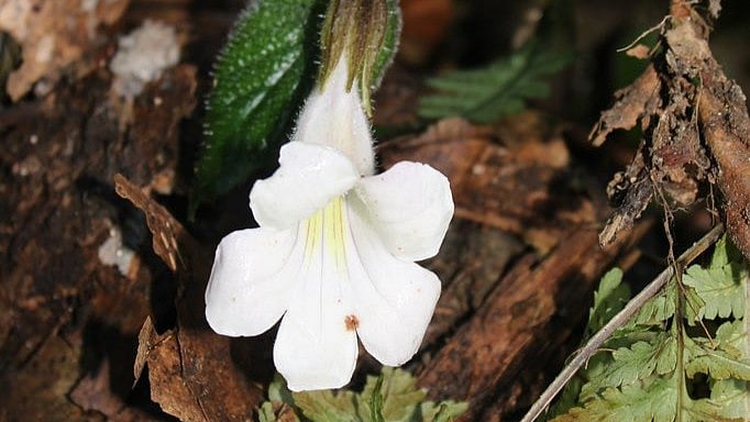 ಅರುಣಾಚಲ ಪ್ರದೇಶ: 189 ವರ್ಷಗಳ ನಂತರ ಪತ್ತೆಯಾದ ಅಪರೂಪದ ಸಸ್ಯ ಪ್ರಭೇದ