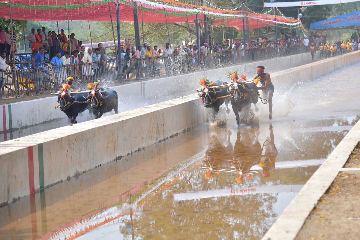 ಬಂಗಾಡಿ - ಕೊಲ್ಲಿ ಕಂಬಳ: 89 ಜತೆ ಕೋಣ ಭಾಗಿ