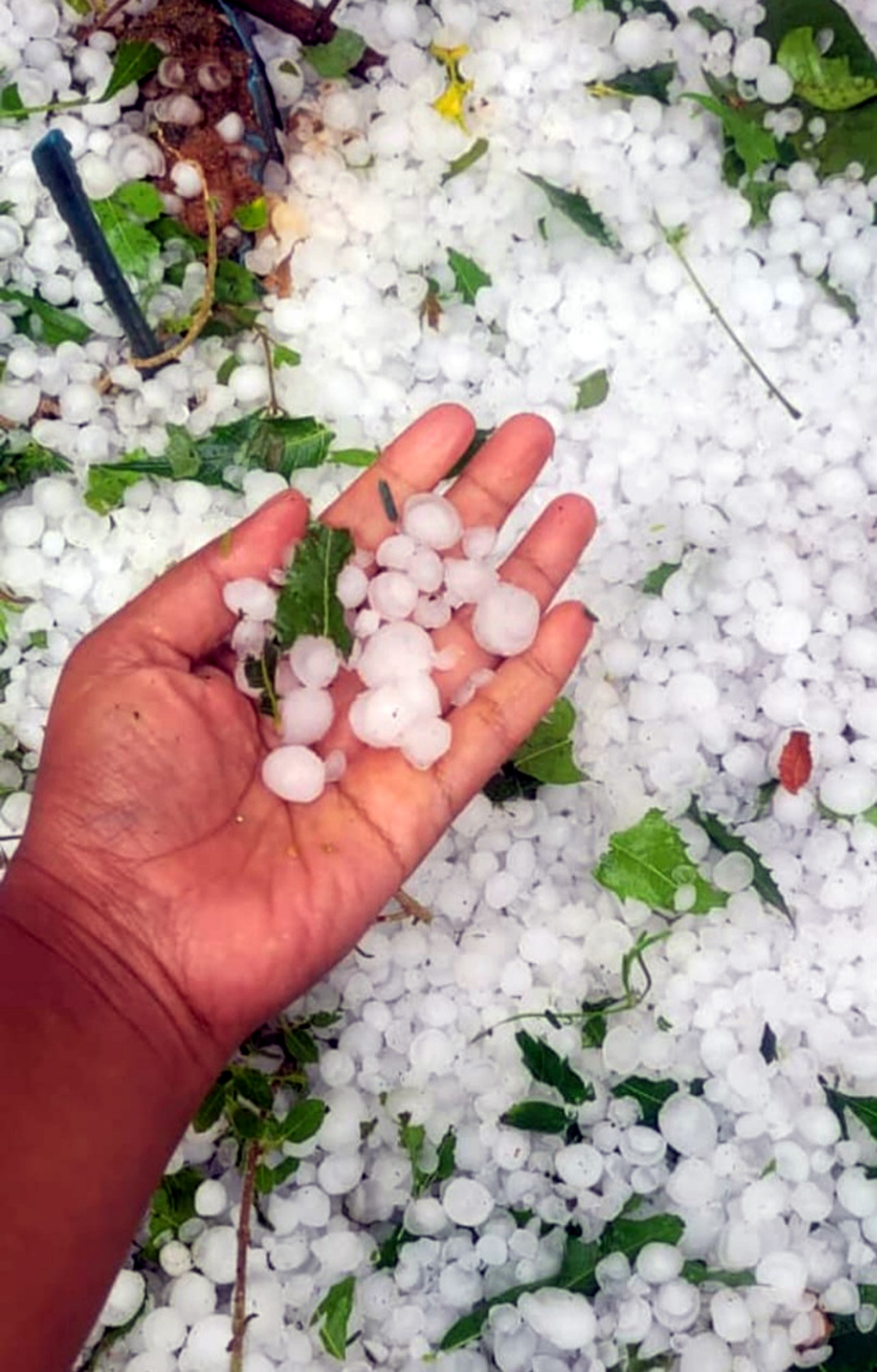 ವಿದ್ಯಾರ್ಥಿಗಳು ಆಲಿಕಲ್ಲುಗಳನ್ನು ಕೈನಲ್ಲಿ ರಾಶಿಯಾಗಿ ಹಿಡಿದಿರುವುದು