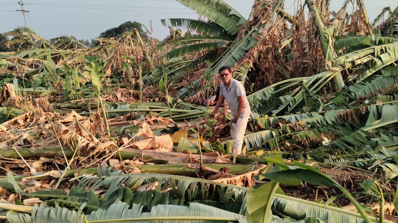 ಹಗರಿಬೊಮ್ಮನಹಳ್ಳಿ ತಾಲ್ಲೂಕಿನ ತಂಬ್ರಹಳ್ಳಿ ಗ್ರಾಮದಲ್ಲಿ ನೆಲಕ್ಕೊರಗಿದ ಬಾಳೆಗಿಡಗಳನ್ನು ಬುಧವಾರ ತೋರಿಸಿದ ರೈತ ಪ್ರಭುರೆಡ್ಡಿ