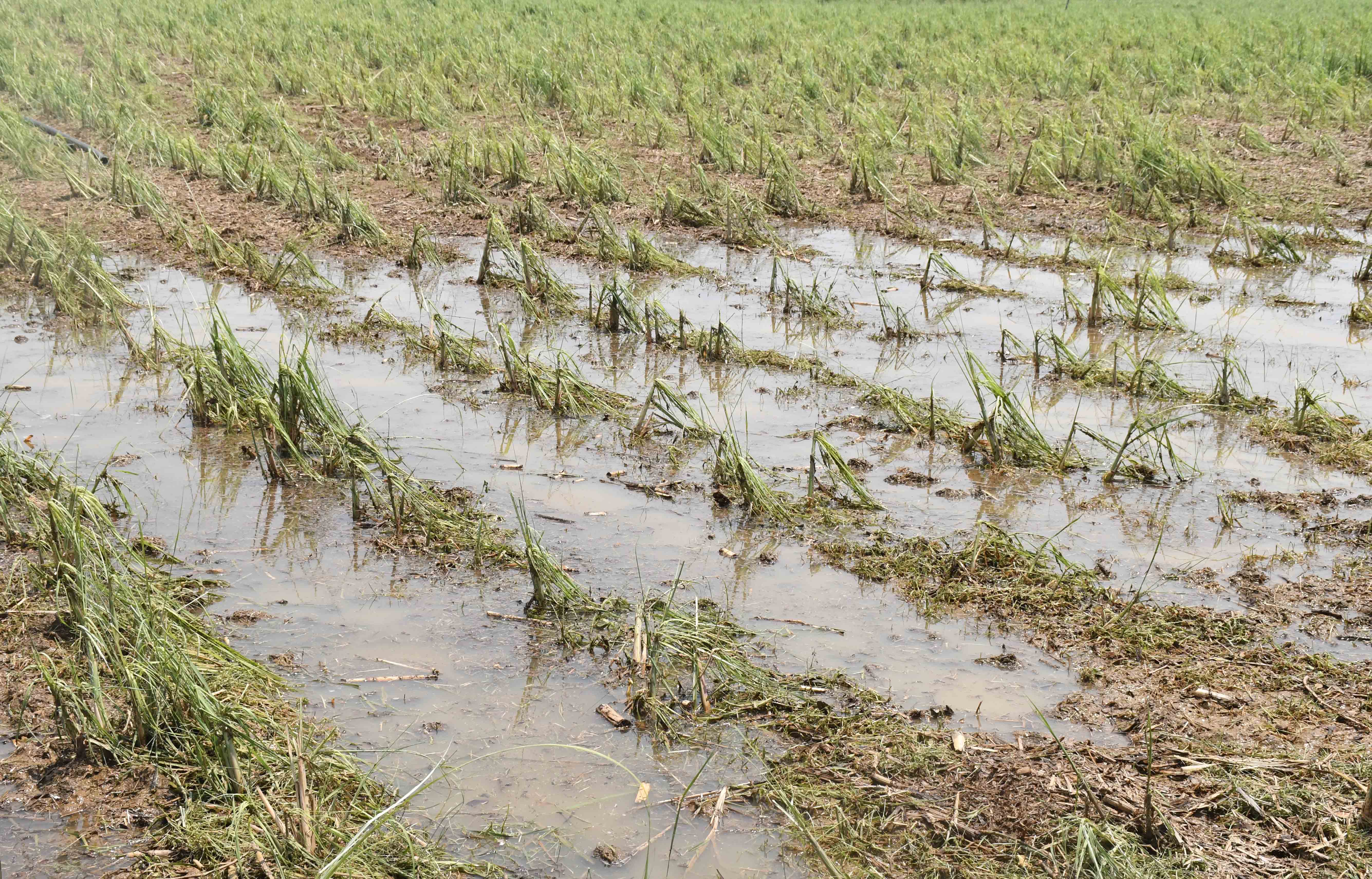 ಧಾರವಾಡ ಜಿಲ್ಲೆಯ ಕಲಘಟಗಿಯ ಹೊರವಲಯದ ಮಾಚಾಪುರದ ಜಮೀನಿನಲ್ಲಿ ಕಬ್ಬು ನೆಲಕಚ್ಚಿದೆ
ಪ್ರಜಾವಾಣಿ ಚಿತ್ರ ಬಿ.ಎಂ.ಕೇದಾರನಾಥ