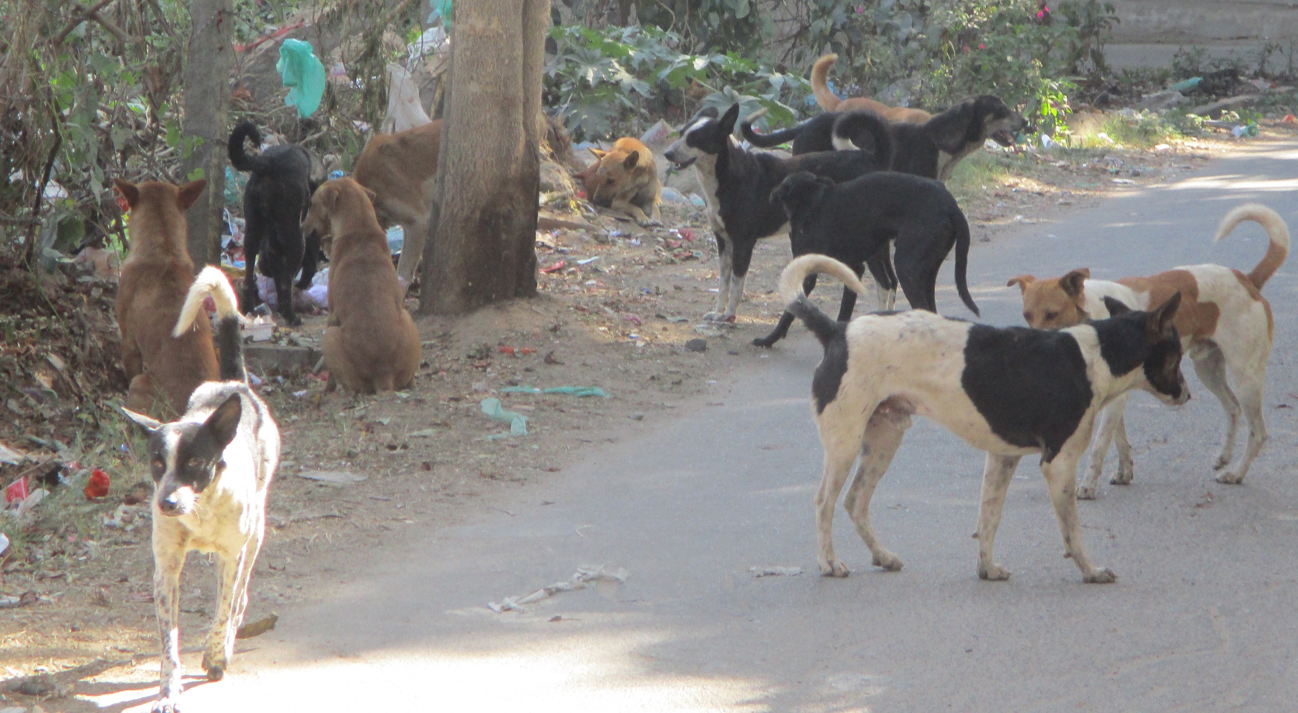 ಗುಂಪು ಗುಂಪುಗಳಾಗಿರುವ ಬೀದಿ ನಾಯಿಗಳು