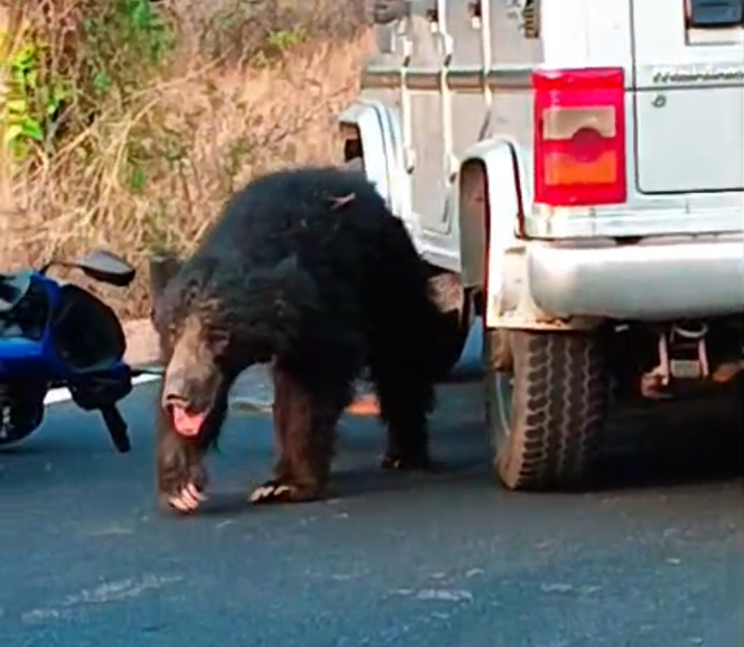 ಬೈಕ್‌ ಸವಾರನ ಮೇಲೆ ಕರಡಿ ದಾಳಿ