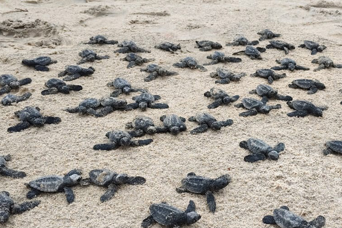 ಟೊಂಕ: ಕಡಲು ಸೇರಿದ ಆಮೆಮರಿಗಳು