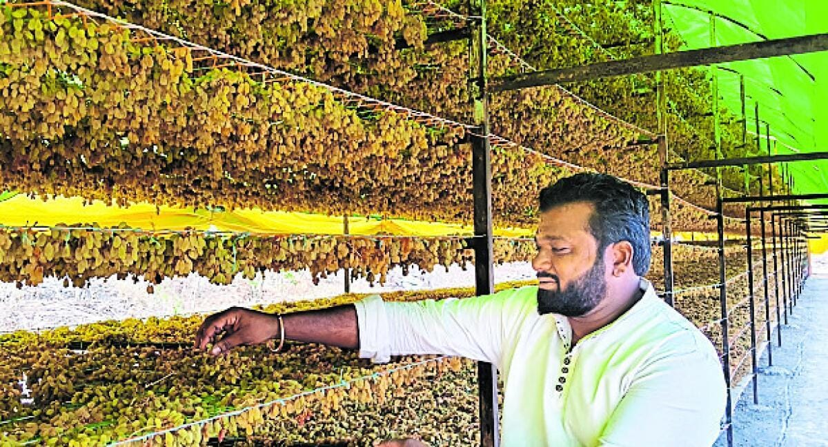 2 ಎಕರೆಯಲ್ಲಿ ಒಣದ್ರಾಕ್ಷಿ ತಯಾರಿಸಿ ₹15 ಲಕ್ಷ ಆದಾಯ: ರೈತ ಅನಿಲ ಢಗೆ ಸಾಧನೆ