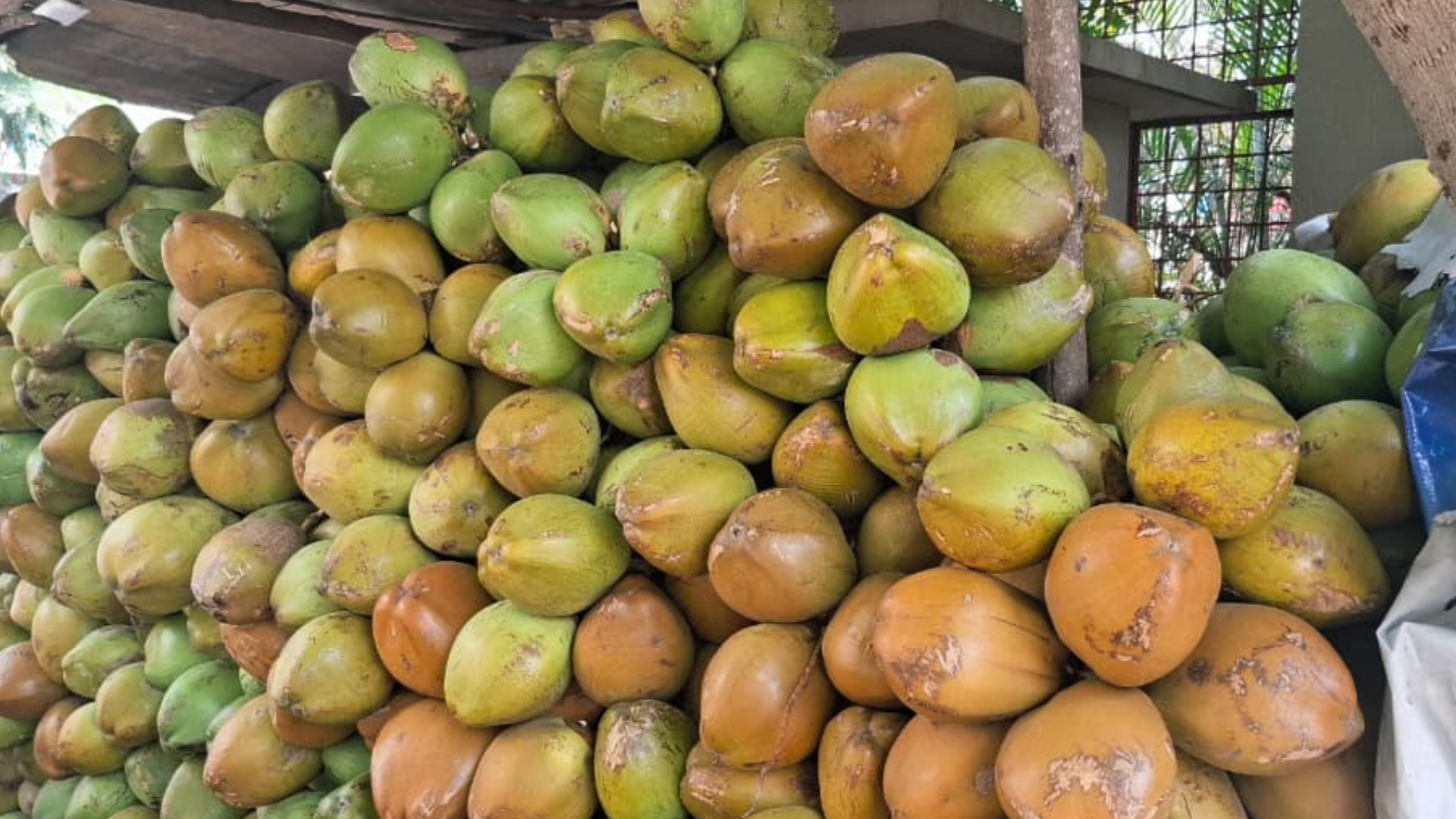 ಎಳನೀರು