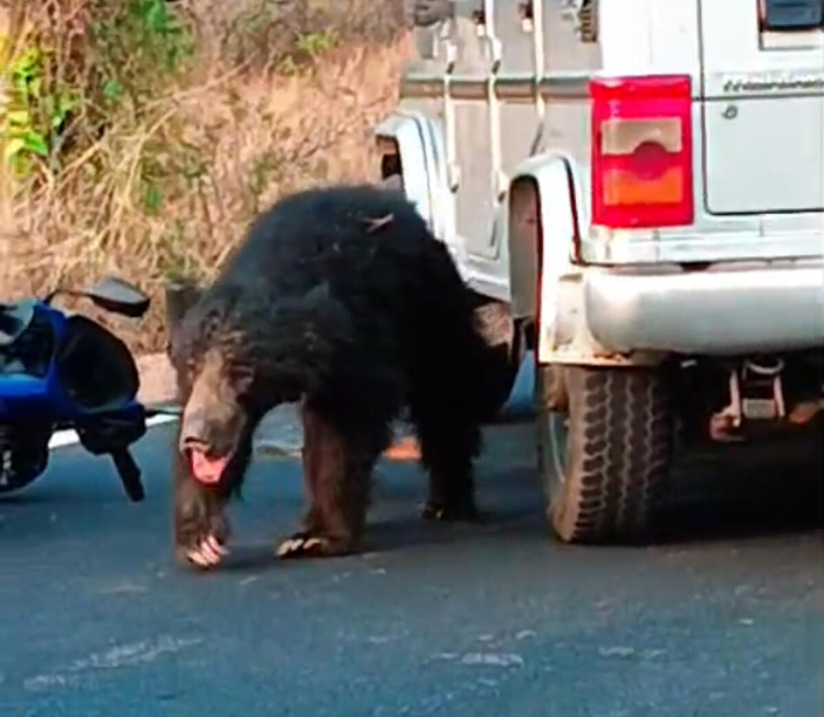 ಚನ್ನಪಟ್ಟಣ: ಬೈಕ್ ಸವಾರನ ಮೇಲೆ ದಾಳಿ ನಡೆಸಿದ್ದ ಕರಡಿಗೆ  ರೇಬಿಸ್ ದೃಢ