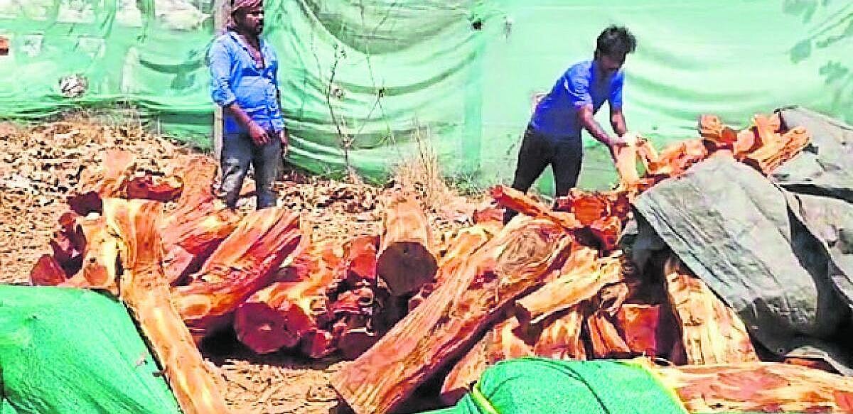 Illegal Timber Seized: 27 ಲಕ್ಷ ಮೌಲ್ಯದ ಮರದ ತುಂಡುಗಳು ವಶಕ್ಕೆ