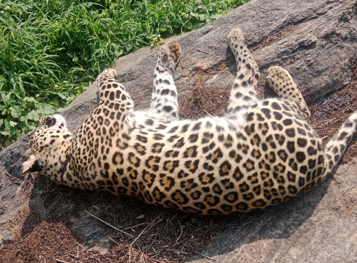 ಮೈಸೂರು | ಗುಂಡೇಟಿನಿಂದ ಚಿರತೆ ಸಾವು: ತನಿಖೆಗೆ ಸಚಿವ ಖಂಡ್ರೆ  ಆದೇಶ