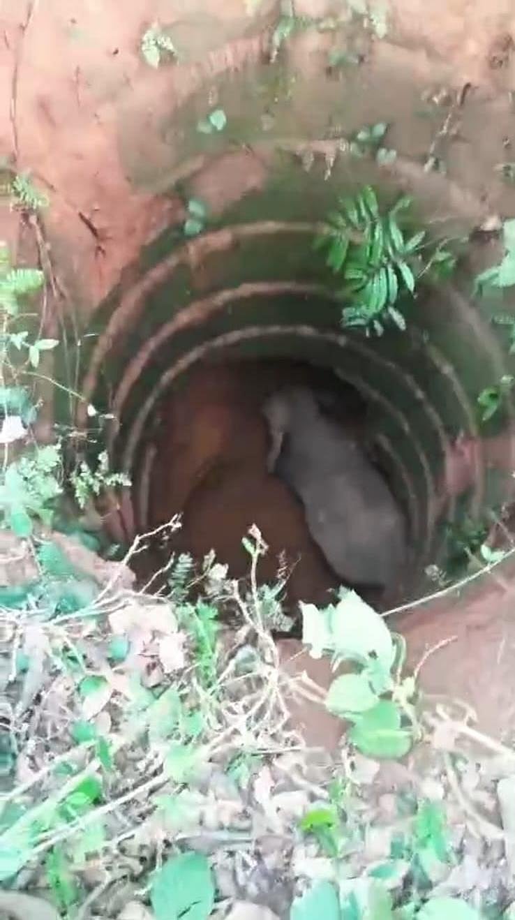 ದಕ್ಷಿಣ ಕನ್ನಡ: ಪೆರಾಜೆ ಬಳಿ ಬಾವಿಗೆ ಬಿದ್ದ ಕಾಡಾನೆ