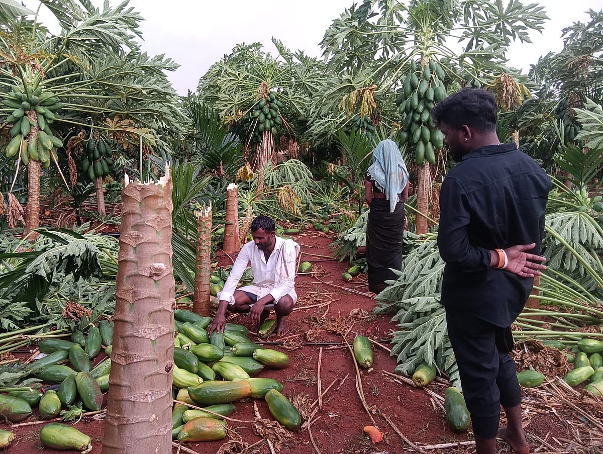 ಕೂಡ್ಲಿಗಿ, ಕೊಟ್ಟೂರಿನಲ್ಲಿ ಗಾಳಿ, ಮಳೆ: ಸಿಡಿಲು ಬಡಿದು ಎತ್ತು ಸಾವು