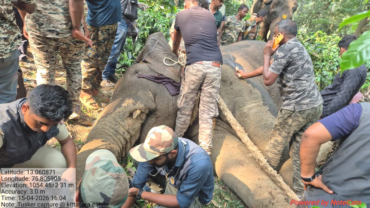 ಬೇಲೂರು ತಾಲ್ಲೂಕಿನ ಕೆರೆಗೊಡು ಗ್ರಾಮದಲ್ಲಿ ಪ್ರಜ್ಞೆ ತಪ್ಪಿದ್ದ ಕಾಡಾನೆಯನ್ನು ಅರಣ್ಯ ಇಲಾಖೆ ಸಿಬ್ಬಂದಿ ಹಗ್ಗದಿಂದ ಕಟ್ಟಿದ್ದರು