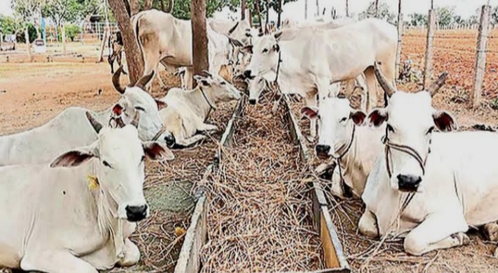 ಬಿಸಿಲಿನ ದಗೆಯಿಂದ ಪರದಾಡುತ್ತಿರುವ ಜಾನುವಾರುಗಳು