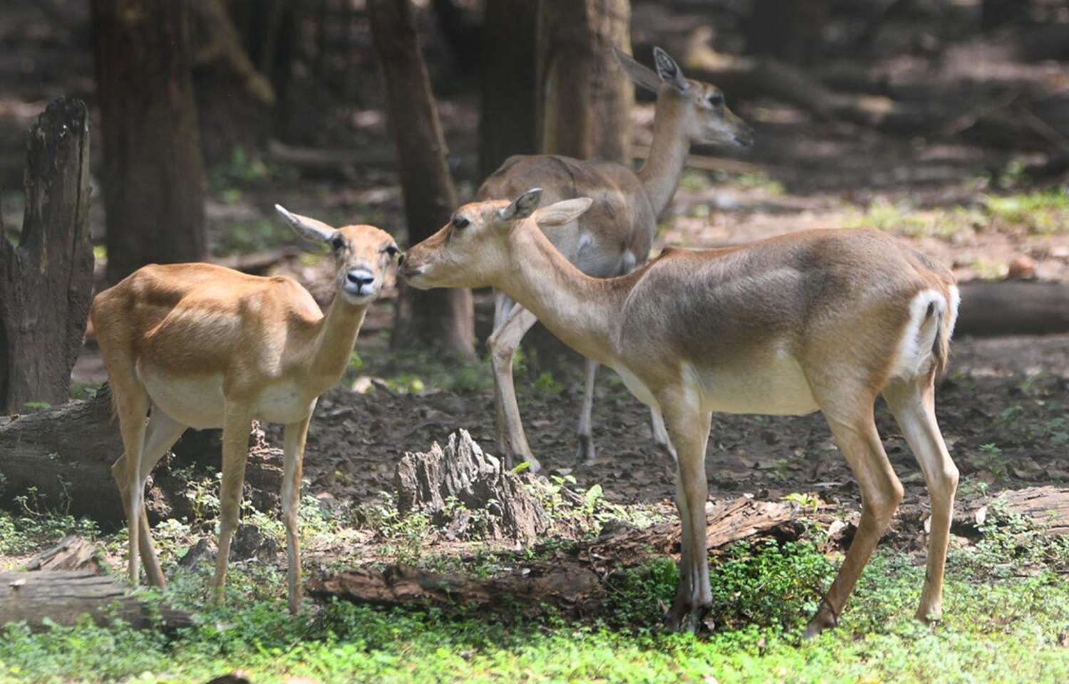 ಶಿವಮೊಗ್ಗ ಜಿಲ್ಲೆಯ ತ್ಯಾವರೆಕೊಪ್ಪದ ಹುಲಿ–ಸಿಂಹಧಾಮದಲ್ಲಿರುವ ಜಿಂಕೆಗಳು