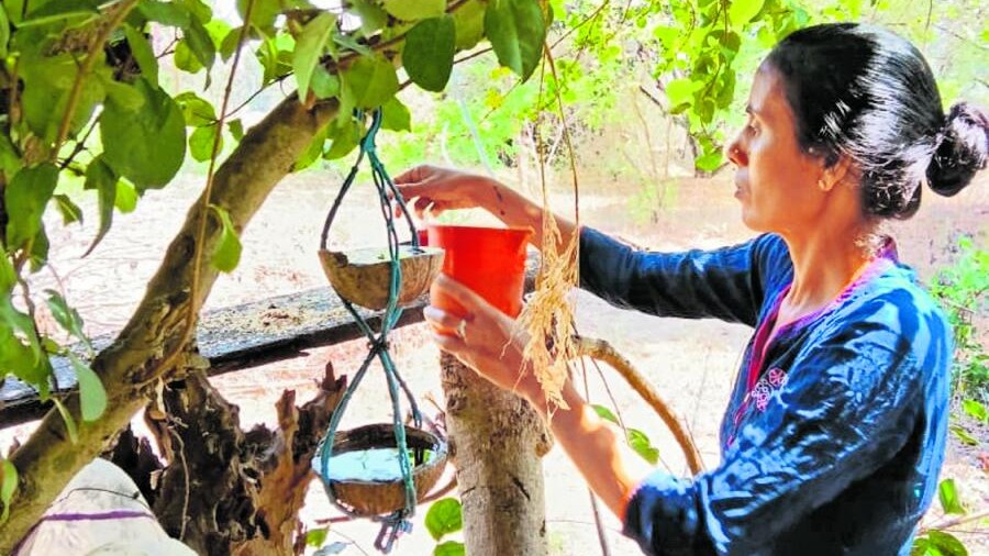 ತೆಂಗಿನ ಚಿಪ್ಪುಗಳಲ್ಲಿ ಪಕ್ಷಿಗಳಿಗಾಗಿ ನೀರು...