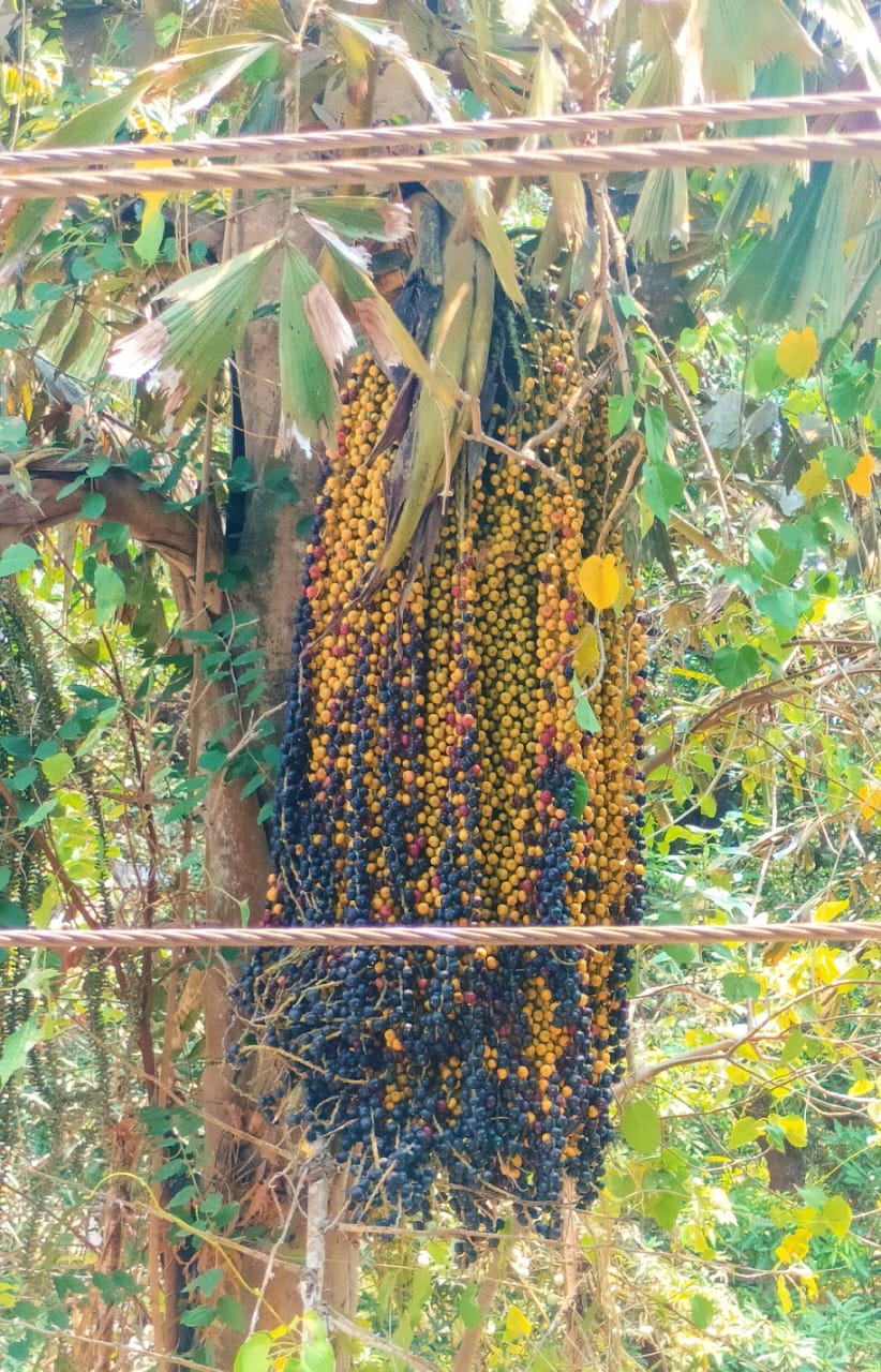 ಬೈನೆ ಮರದ ಹಣ್ಣು
