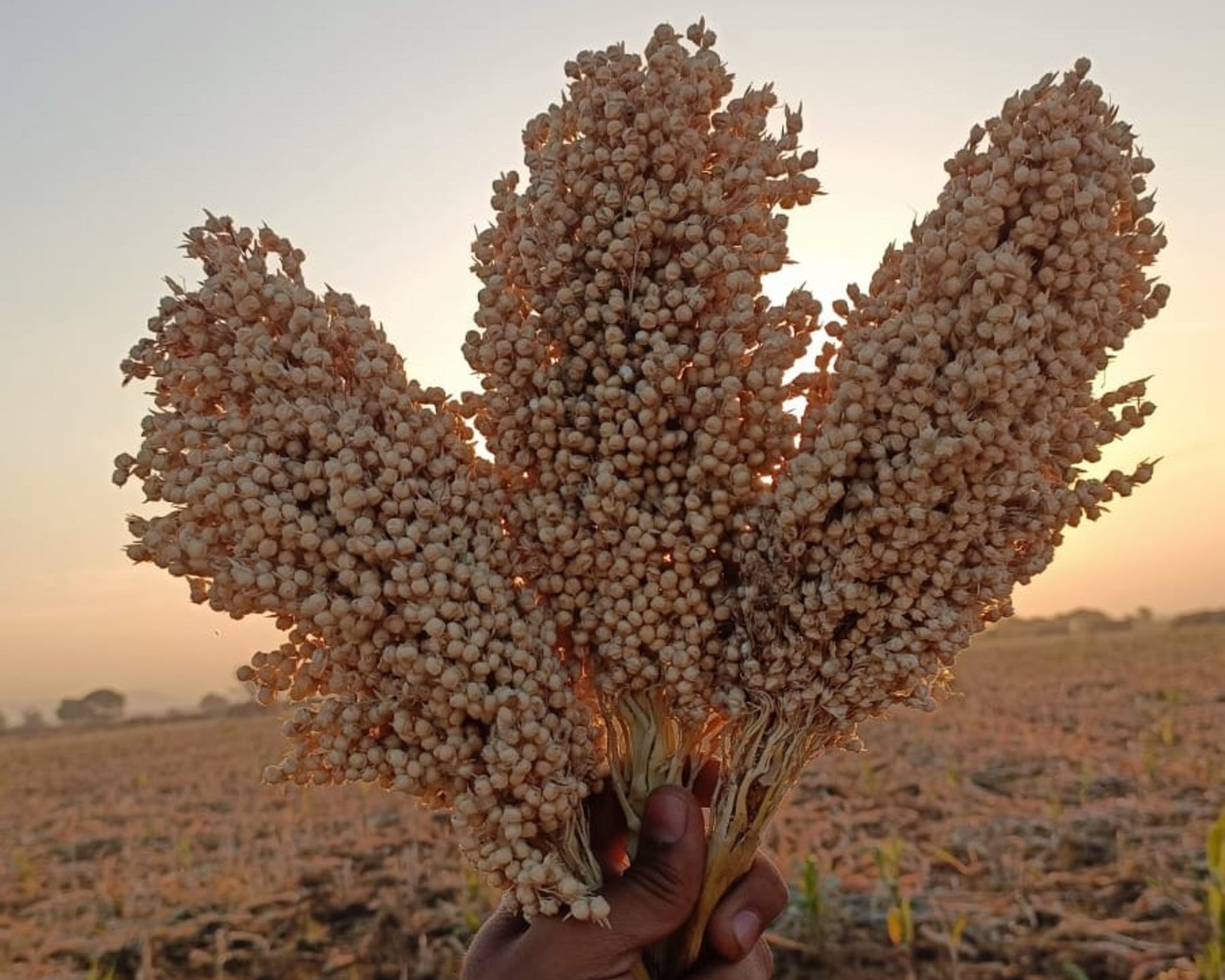 ಗುರುಮಠಕಲ್ ತಾಲ್ಲೂಕಿನ ಯಲ್ಹೇರಿ ಗ್ರಾಮದ ಜೋಳದ ತೆನೆಗಳು