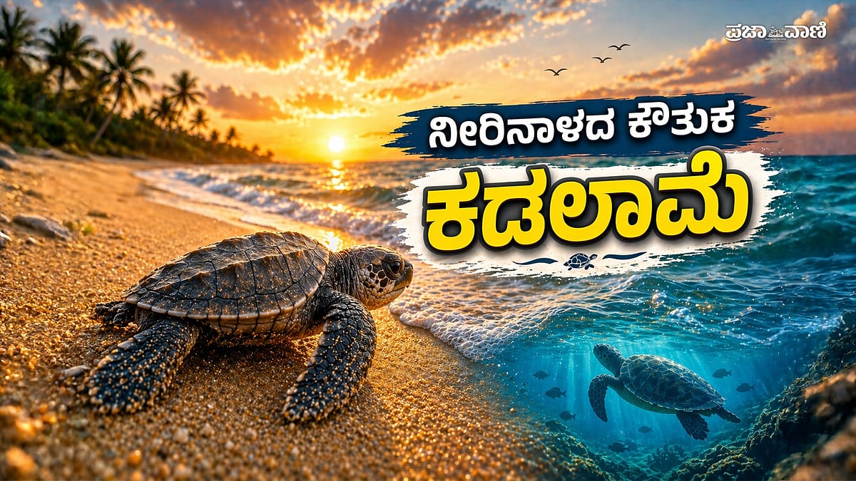 ವಿಡಿಯೊ ಸ್ಟೋರಿ: ನೀರಿನಾಳದ ಕೌತುಕ ಈ ಕಡಲಾಮೆ..