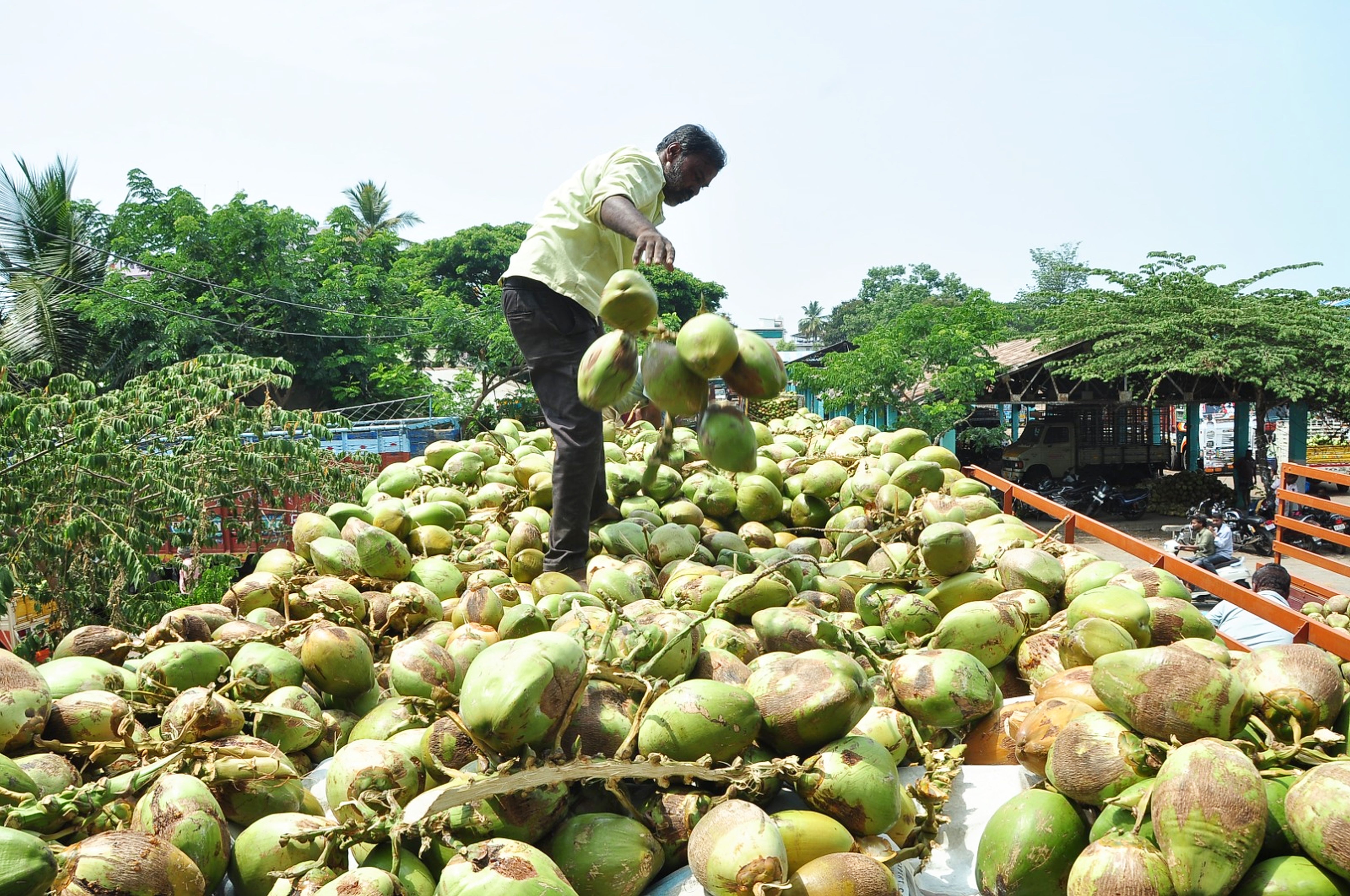 ಲಾರಿಗೆ ಎಳನೀರು ತುಂಬುತ್ತಿರುವ ದೃಶ್ಯ 