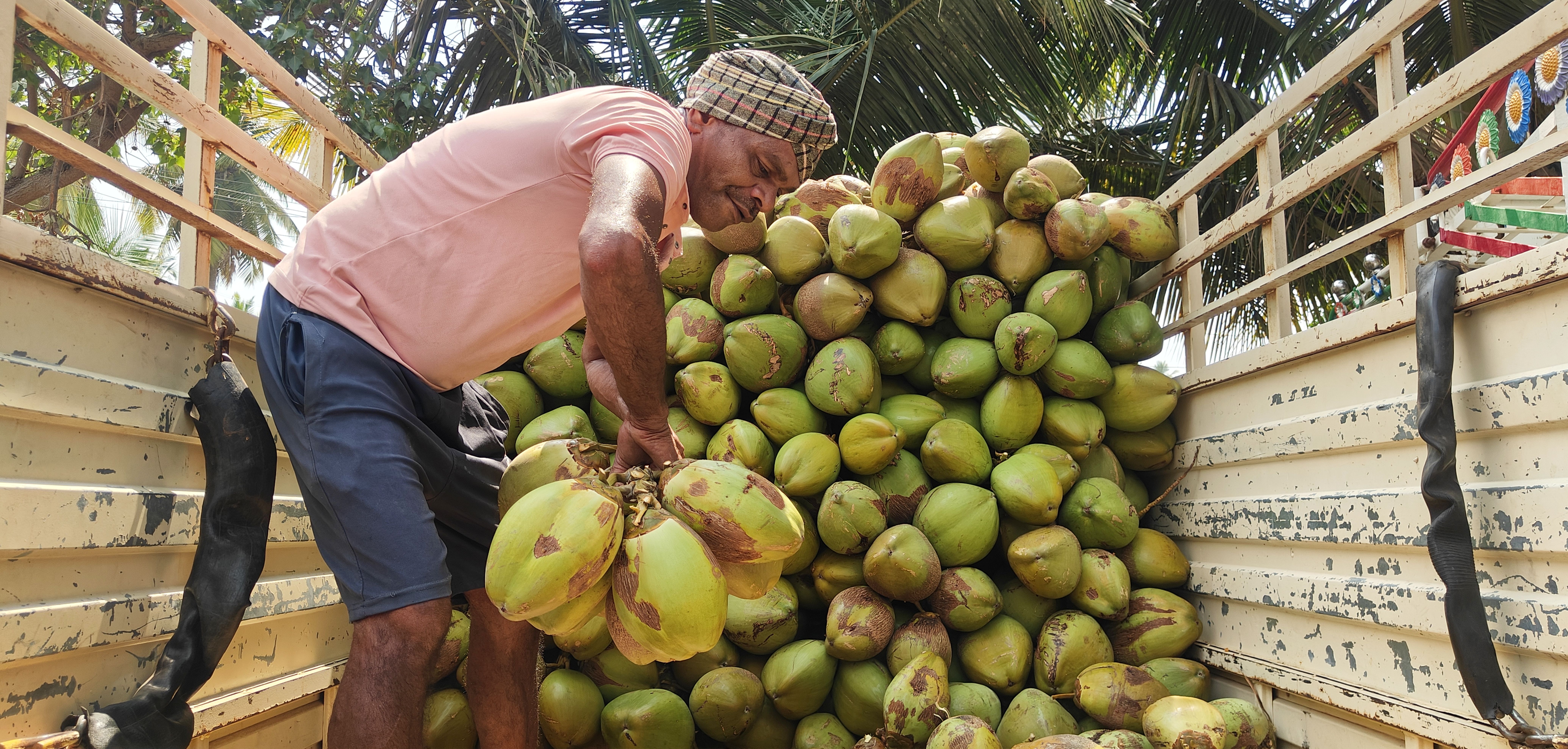 ಎಳನೀರು ತುಂಬುತ್ತಿರುವ ಕಾರ್ಮಿಕ 